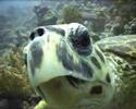 El Gouna Egypte duiken Schildpad