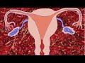 menstrual cycle