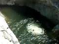 monkey canyon armenians