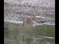 Combatiente / Ruff (Philomachus pugnax) Combatiente / Ruff (Philomachus pugnax)