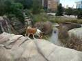 Basenji