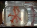 Borax Snowflake