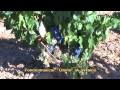 Domingo Ordinario II C10