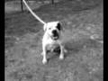 Bud Bulldog Americain