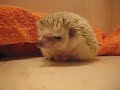 Uni the Hedgehog!