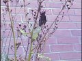 Butterfly Emerging From Chrysalis