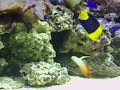Chu Gardens Marine Reef Tank