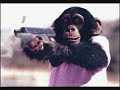 Youtube Animals Youtube Animals