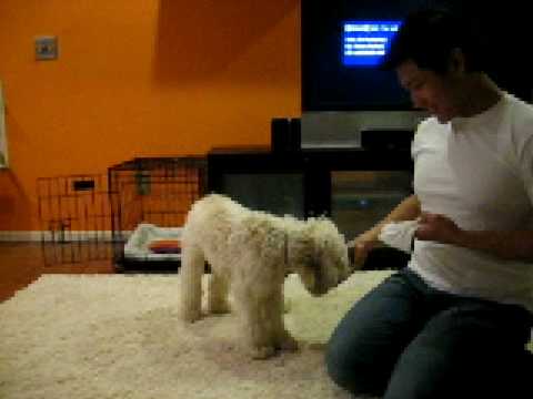 cockapoo