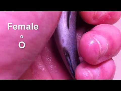 how to vent african cichlids