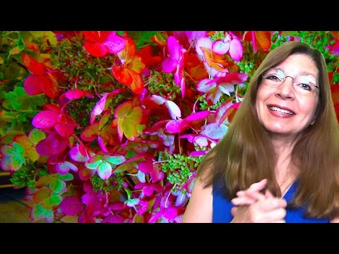 how to harvest hydrangea flowers