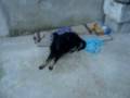 videos de Vitoria uma cachorrinha que venceu!!!