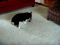 Crosby and Luther playing