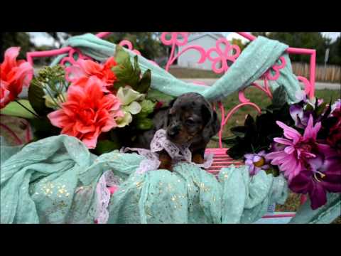 Daphine Silver Dapple Miniature Dachshund Puppy for sale