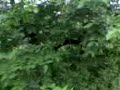 Saadi in hills