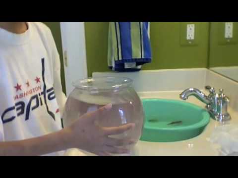 how to care goldfish in a bowl