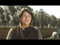 Why Is The Future Of Farming In Ventura County In Jeopardy? 