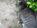 videos de limont