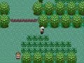 slakoth only run: petalburg woods