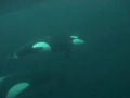 Anna the killer whale Anna the killer whale