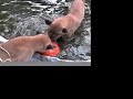 COUGARS vs PUMPKINS- Big Cat TV