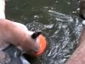 COUGARS vs PUMPKINS- Big Cat TV