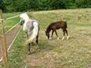 jument et son poulain