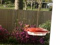 Ruby-throated and Rufous Hummingbird