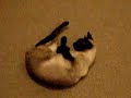 This is one happy Siamese boy!