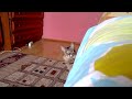 The cat is planning something evil (кот задумал что-то недоброе)