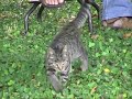 le fauve de Kermabat