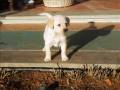 10 Cuccioli Labrador DISPONIBILI X NATALE!