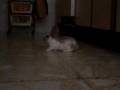 videos de Konejo