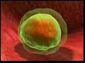 Biologie Beweist Gott Existiert - Islam ist die wahre Religion 1/2