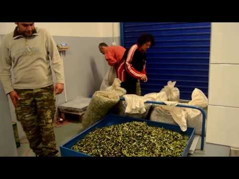 how to make a olive oil