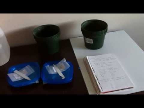 how to grow kb weed