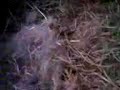 Lapin 2 , jade fait spider man