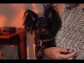 Pets in the Workplace