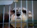 videos de Shane Morgan and his dog Lilly