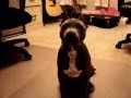 ukc blue american pit bull terrier
