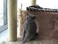 Two kittens in Cat Condo Two kittens in Cat Condo