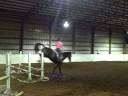 Brown Gelding  by Ferro