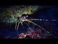 Reef Check Italia - Capo Palinuro