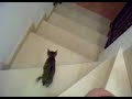 Sega bajando las escaleras