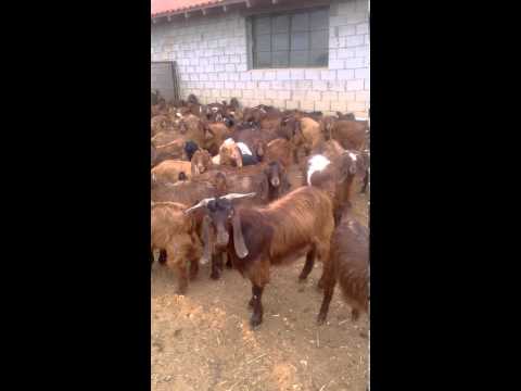 κατσικια δαμασκου 2013 (Βαβδος Χαλκιδικης)
