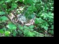 Your intrepid videographer heads straight into the wilderness at Fresh Pond Reservation.