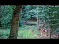 Wildschwein Bache an der Suhle