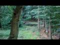 Wildschwein Bache an der Suhle