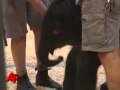 'Miracle' Elephant Not Dead After All