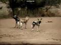 African Wild Dogs AKA Painted or Cape Hunting Dogs